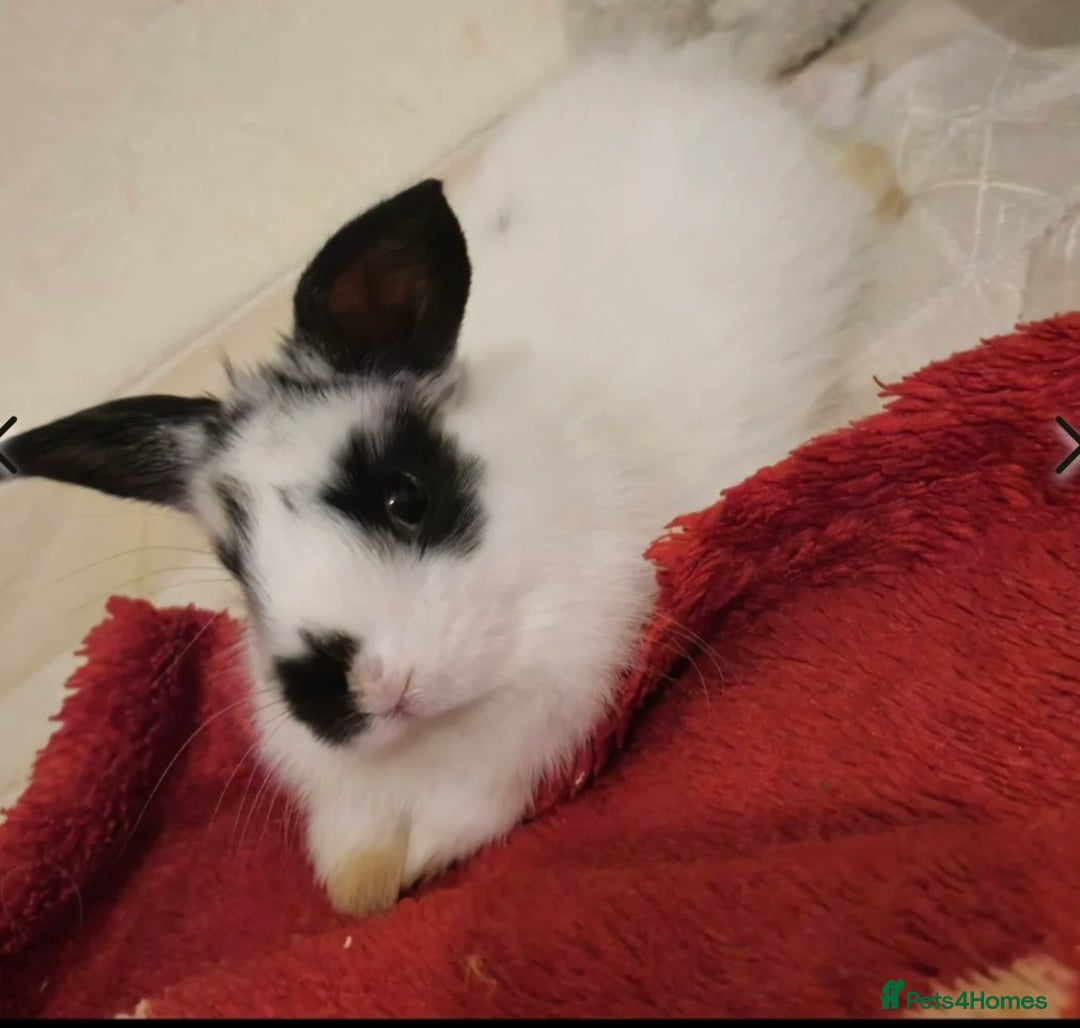 Mini Lop rabbits for sale: Adorable mini lion lop ready for her new home - Image 1