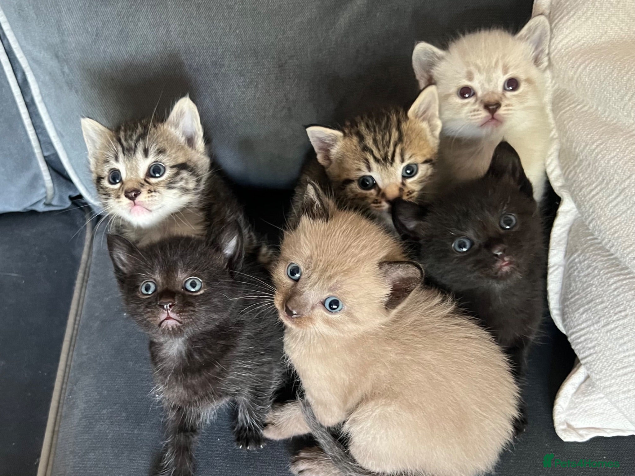 Mixed Breed cats Stunning Kittens for sale, super friendly - Advert 2