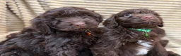 Cockapoo dogs for sale: Beautiful Cockapoo Puppies  - Advert 10
