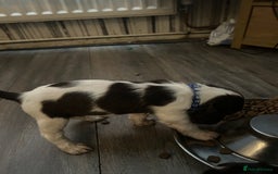 English Springer Spaniel dogs for sale: Springer spaniel pups READY NEXT WEEK - Advert 8
