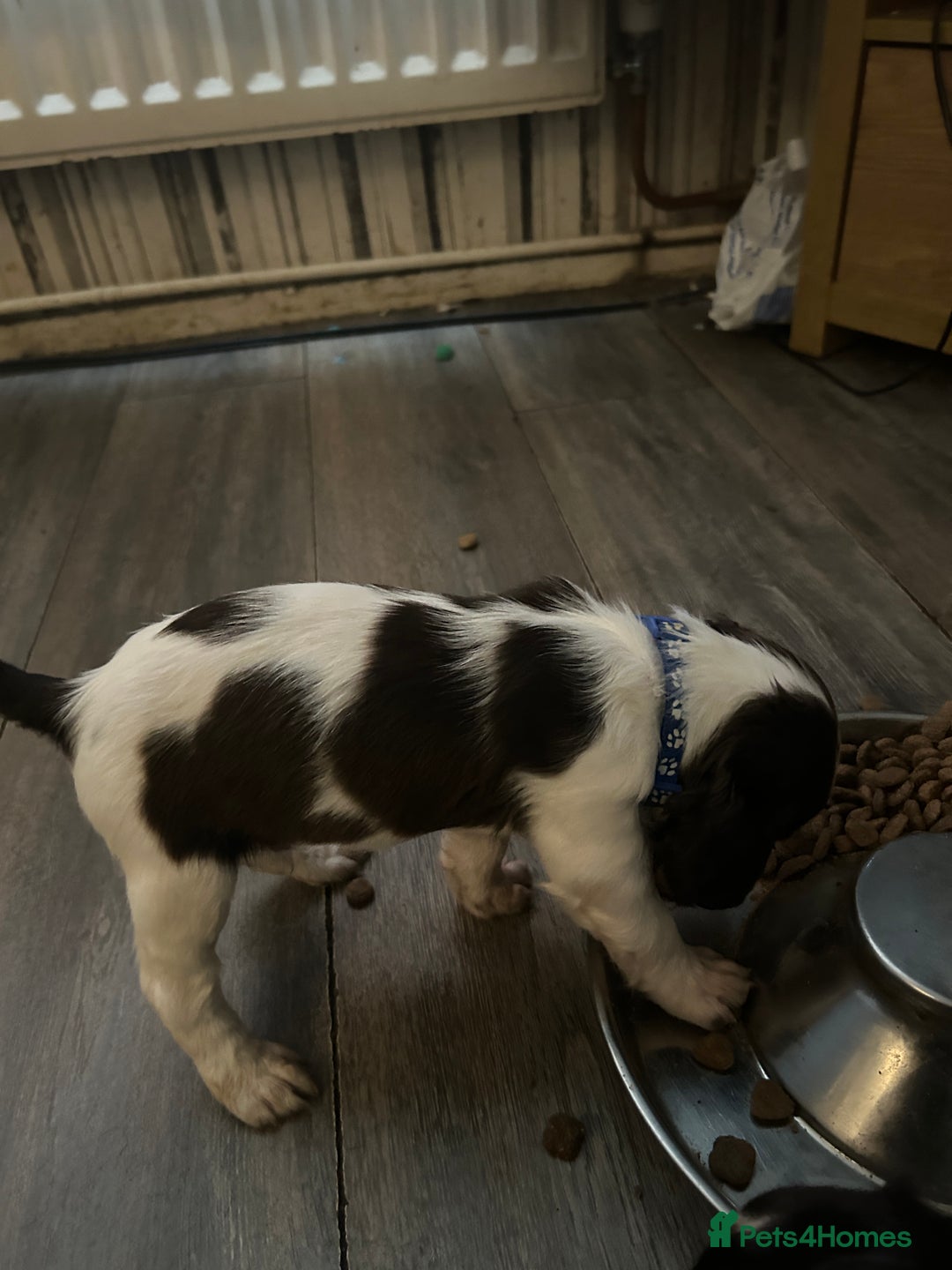 English Springer Spaniel dogs for sale: Springer spaniel pups READY NEXT WEEK - Advert 8