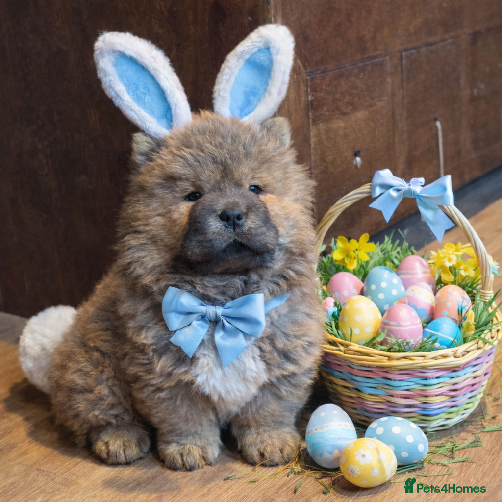 Chow Chow dogs Meet Ned - stunning red male  - Advert 5