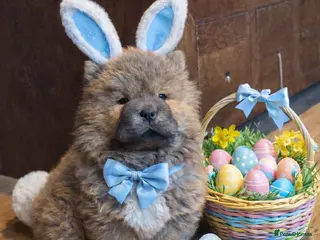 Chow Chow dogs Meet Ned - stunning red male - Advert 5