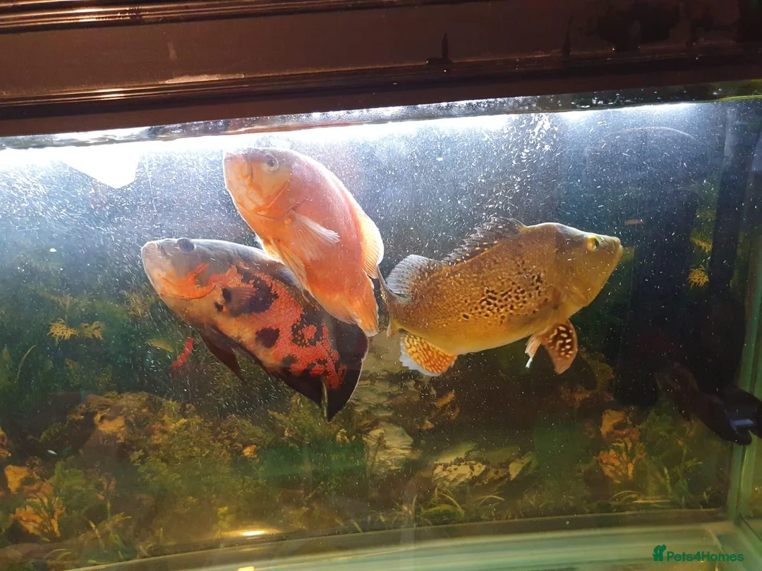Other/Mixed Breed fish for sale: Peacock Bass, Chilli red Tiger Oscars & Bush fish  - Advert 1