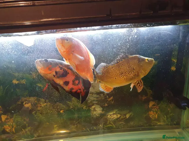 Other/Mixed Breed fish Peacock Bass, Chilli red&Tiger Oscars & Bush fish - Advert 1