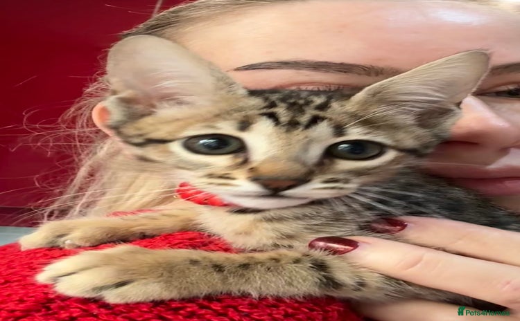 Savannah cats - Advert 1