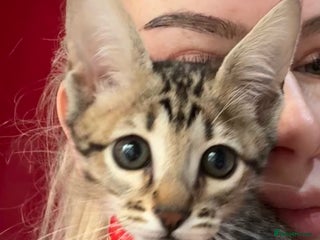 Savannah cats - Advert 1