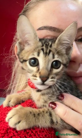 Savannah cats - Advert 1