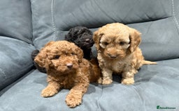 Cockapoo dogs for sale: All female fluffy Cockapoo puppies - Advert 13