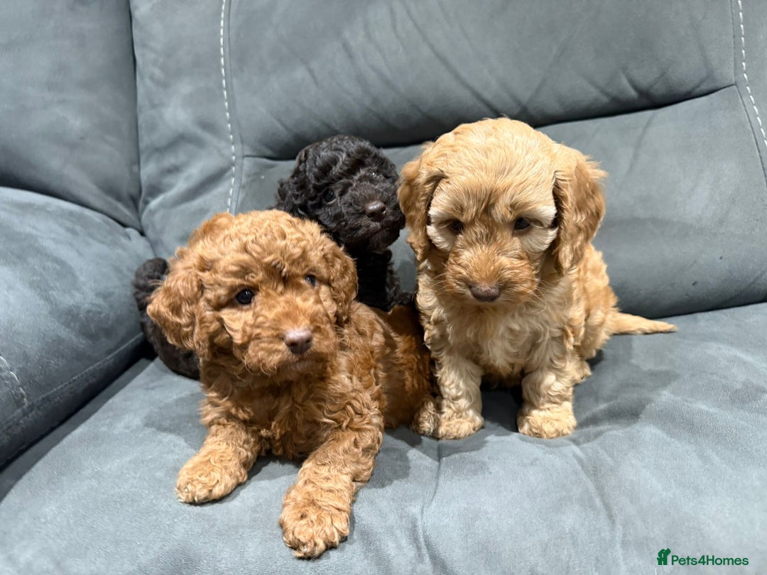 Cockapoo dogs for sale: All female fluffy Cockapoo puppies - Advert 13