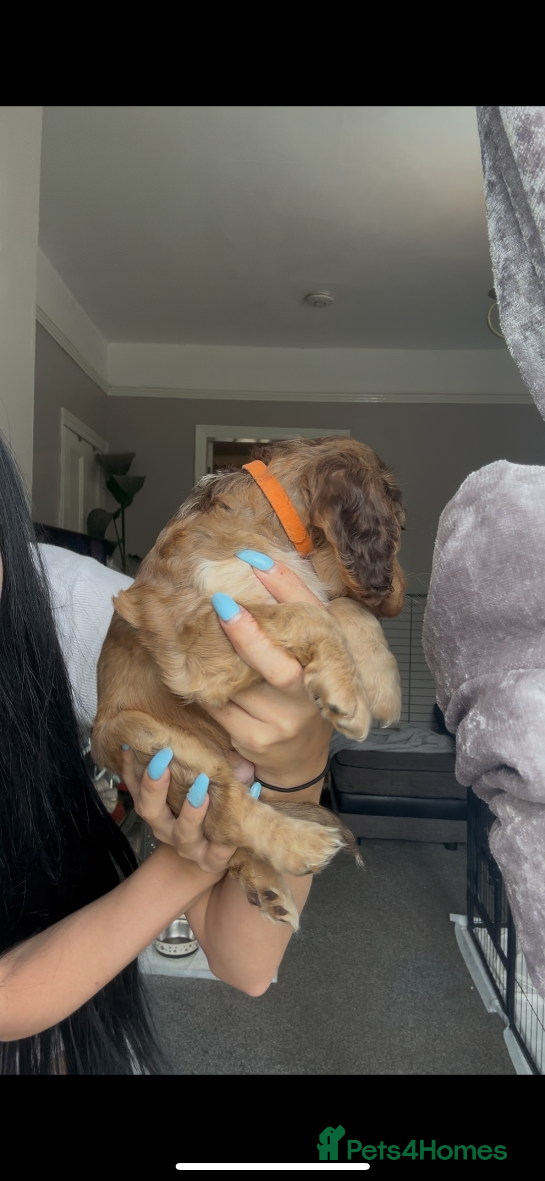 Cocker Spaniel dogs for sale: 7 beautiful chocolate sable cocker spaniels - Image 20