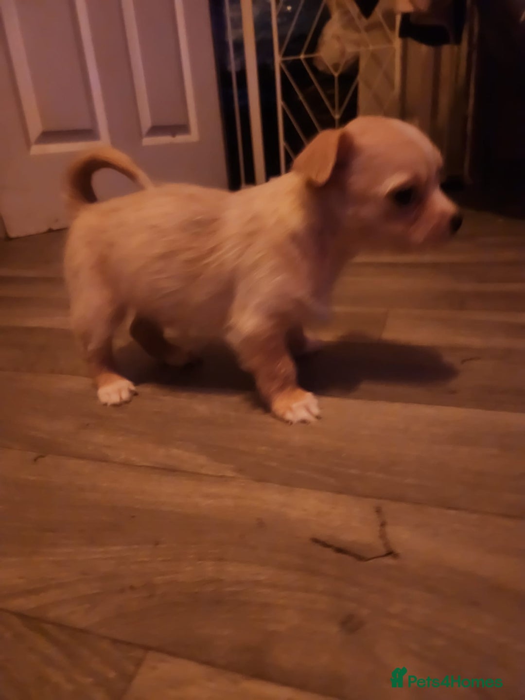 Mixed Breed dogs for sale: Beautiful boy chihuahua  - Advert 4