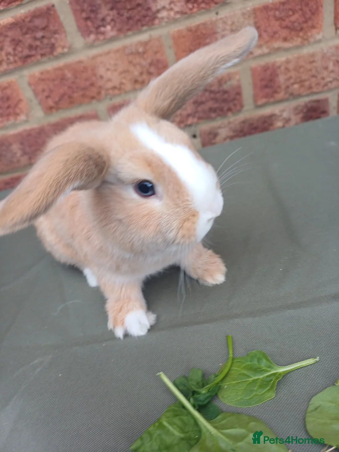 Mixed Breed rabbits for sale: Rabbits, Lion head x Lop eared Baby Bunnies.  in Benfleet - Advert 15