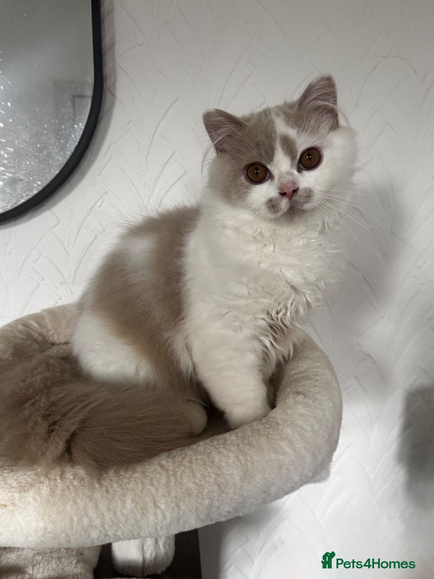 British Longhair cats Fawn and white British longhair male  - Advert 7