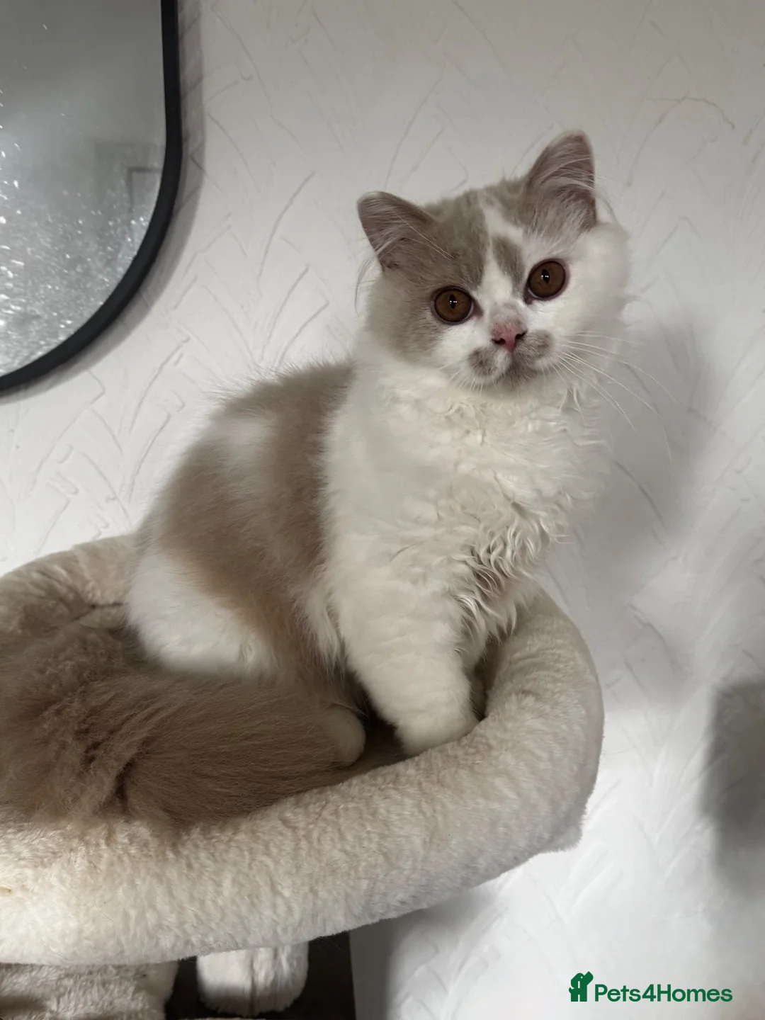 British Longhair cats for sale: Fawn and white British longhair male  - Advert 1