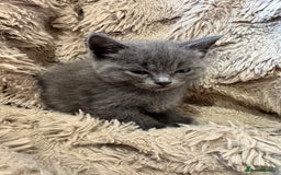 Mixed Breed cats for sale: Blue British Shorthair x Mink Blue Point Ragdoll - Image 6