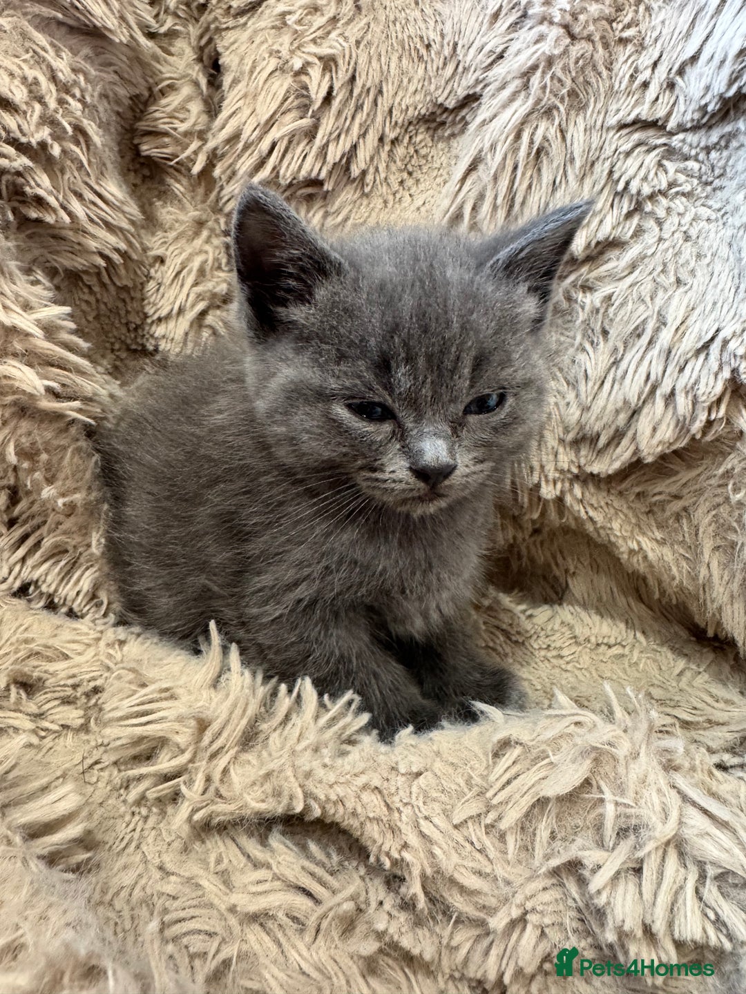 Mixed Breed cats for sale: Blue British Shorthair x Mink Blue Point Ragdoll - Image 6