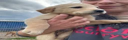 Labrador Retriever dogs for sale: Labrador Puppies - Advert 27