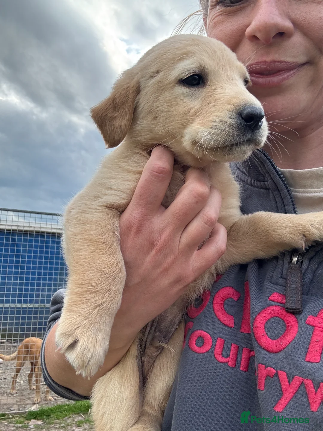 Labrador Retriever dogs for sale: Labrador Puppies - Advert 27