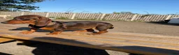 Dachshund dogs for sale: 2  teckle puppy for sale 1 male and one female - Advert 2
