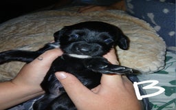Sprocker dogs for sale: Beautiful sproker pups  - Image 4