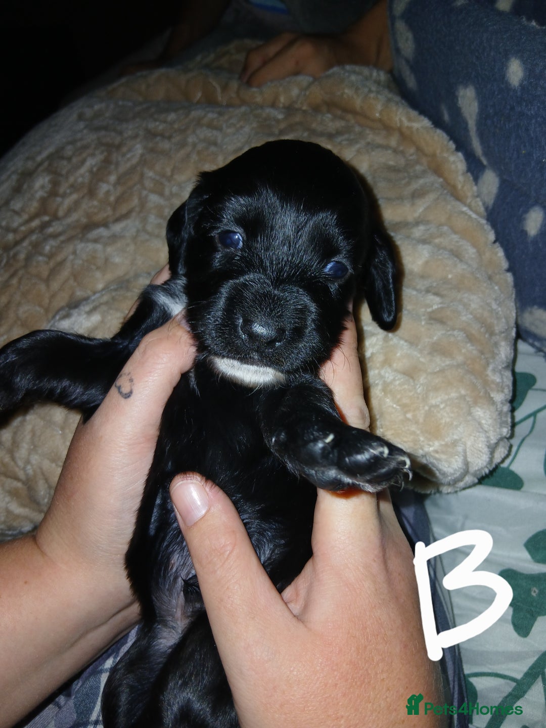 Sprocker dogs for sale: Beautiful sproker pups  - Image 4