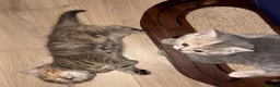 British Shorthair cats for sale: Cutest bsh babies 🤍🦋🤍  - Advert 28