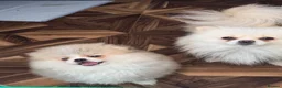 Pomeranian dogs for sale: Stunning Teddy Bear,KC Registered,Fluffy & Loving  - Advert 8