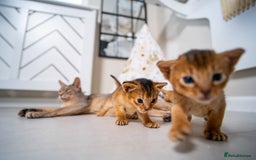 Abyssinian cats for sale: Champion Line Abyssinians- Rare Beauty- TICA reg. - Image 18