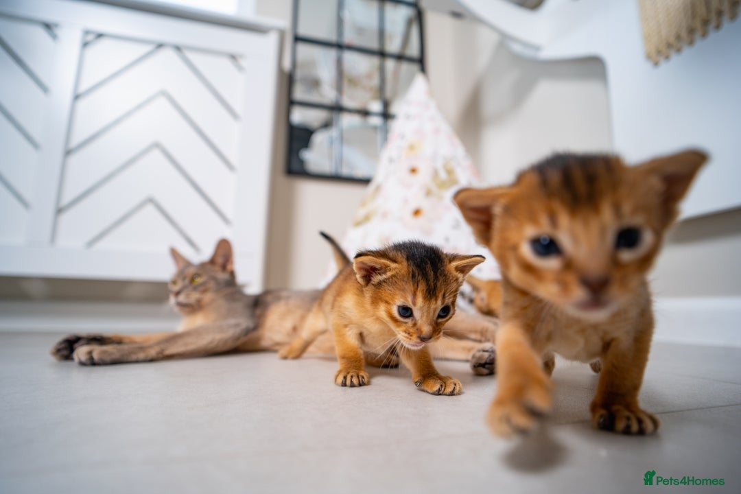 Abyssinian cats for sale: Champion Line Abyssinians- Rare Beauty- TICA reg. - Image 18