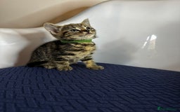Domestic Shorthair cats for sale: Little ones  - Image 10