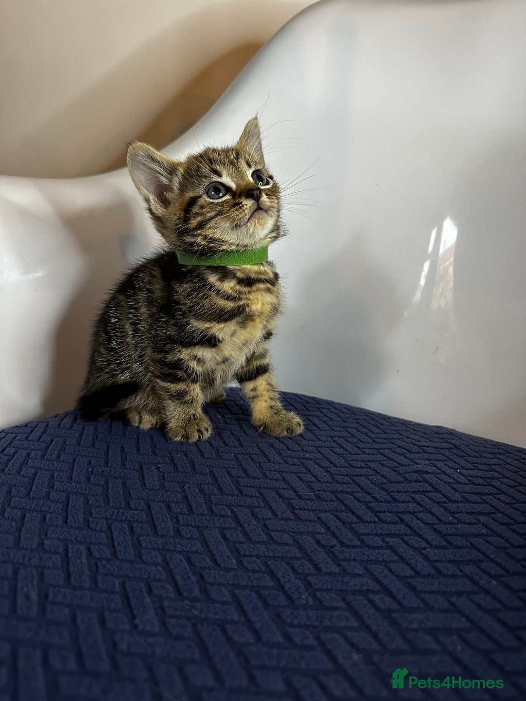 Domestic Shorthair cats for sale: Little ones  - Image 10