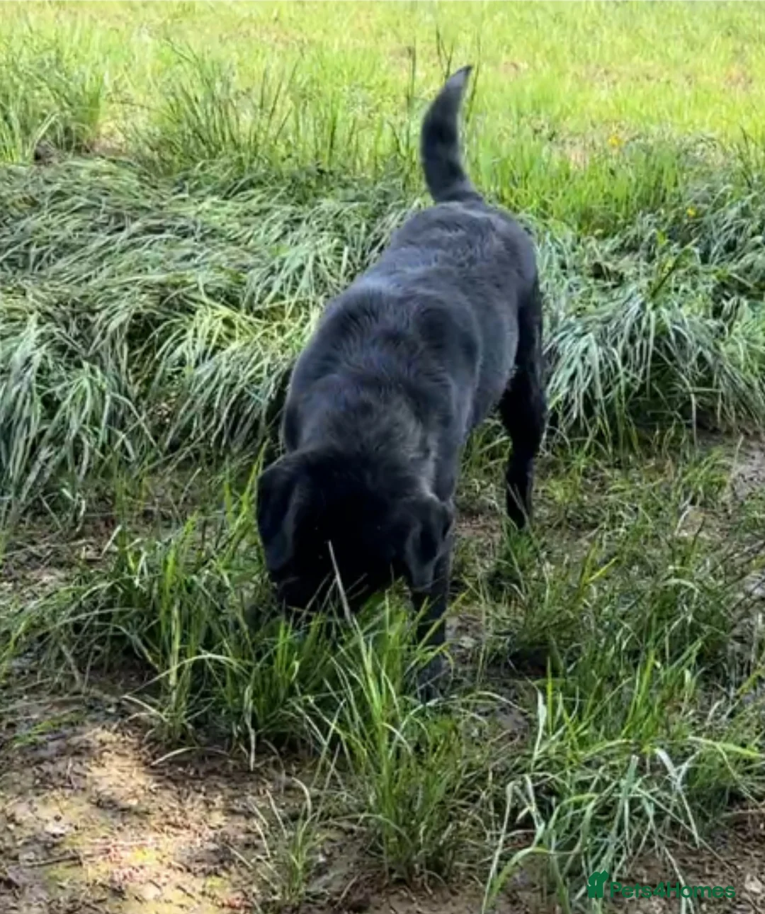 Labrador Retriever dogs for stud: Offering For Stud - KC Registered Black Labrador in Launceston - Advert 5