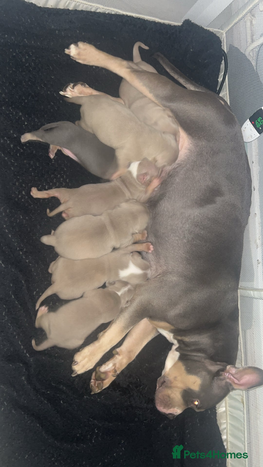 American Bully dogs for sale: American pocket bully’s  - Advert 12