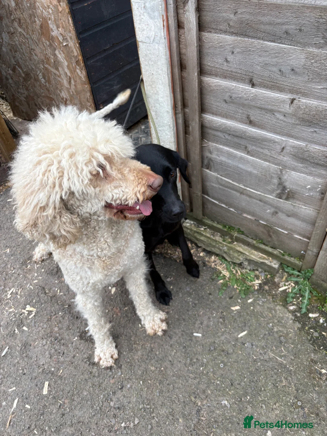 Standard Poodle dogs for sale: My Skye  - Advert 2