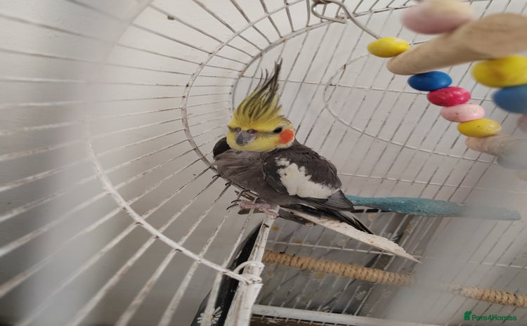 Cockatiels birds - Advert 11