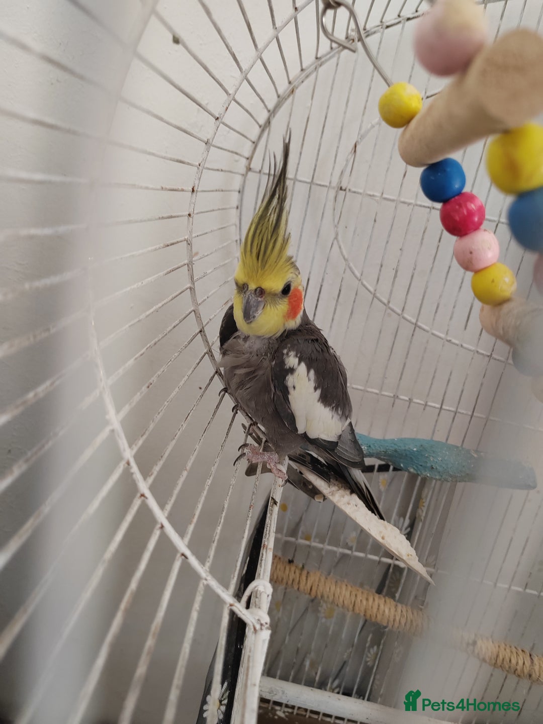 Cockatiels birds for sale: Cocktails  - Image 1