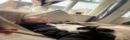 Domestic Shorthair cats for sale: 2 beautiful cats - Advert 4