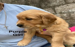 Golden Retriever dogs for sale: Golden retriever puppies  - Image 5