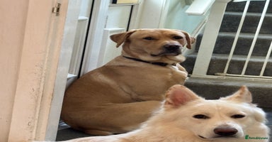 Labrador Retriever dogs - Advert 6