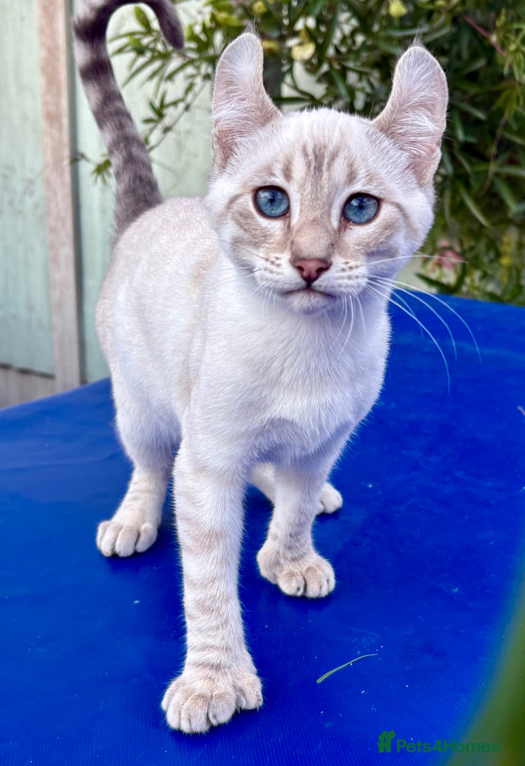 Savannah cats for sale: Superb polydactyl curled eared snow leopard  - Image 16