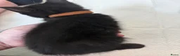 British Shorthair cats for sale: 2 British short hair cross  - Advert 5