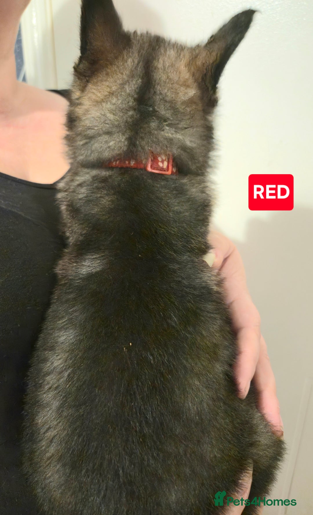 German Shepherd dogs for sale: German Shepherd Puppies - Advert 22