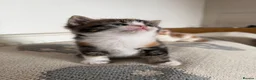 Mixed Breed cats for sale: 7 very fluffy Mainecoon mix breed kittens  - Advert 22