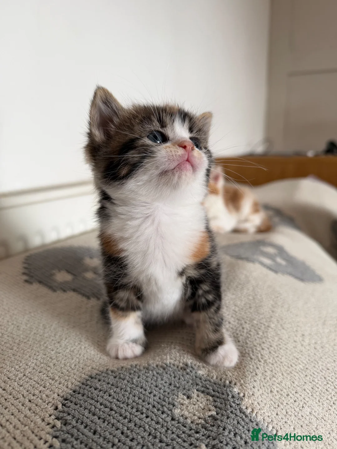 Mixed Breed cats for sale: 7 very fluffy Mainecoon mix breed kittens  - Advert 22