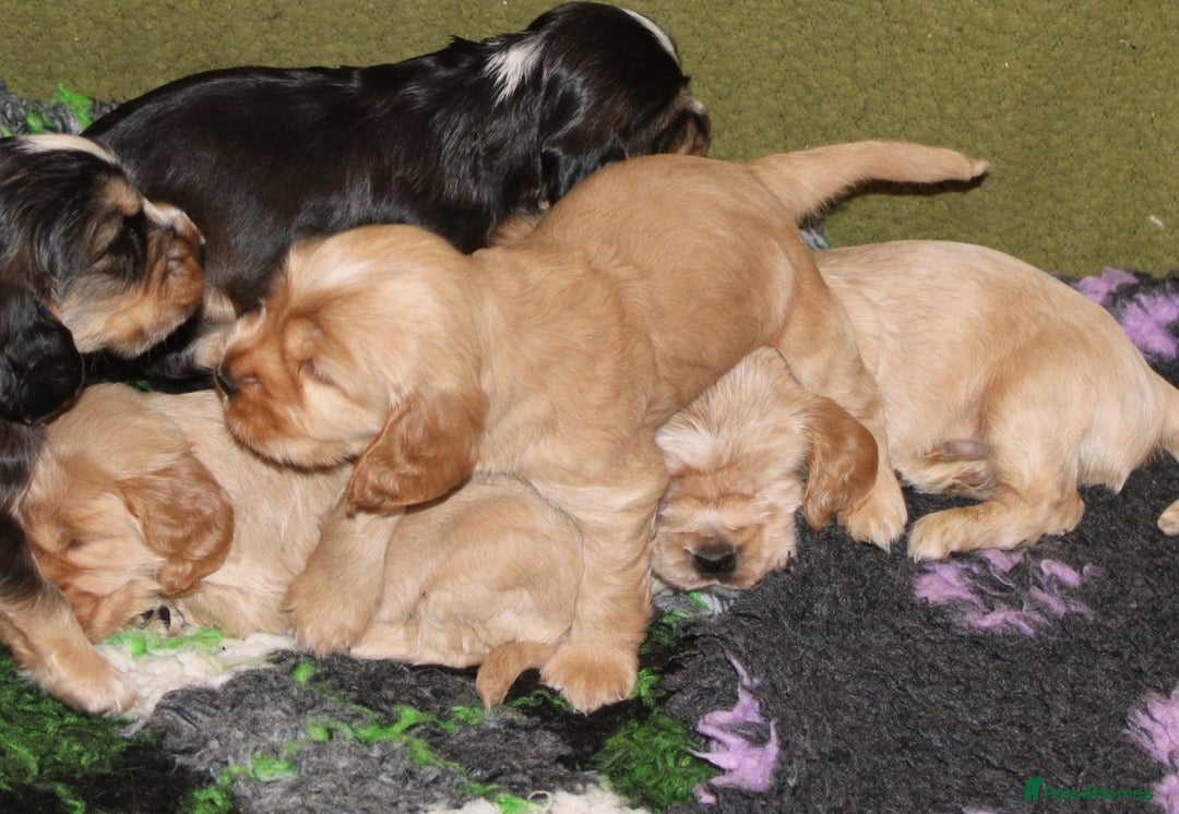 Cocker Spaniel dogs for sale: KC registered Cocker Spaniel puppies - Image 9
