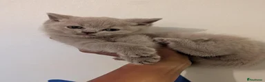 British Shorthair 1