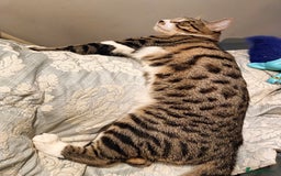 Bengal cats for sale: Bengal X Kittens High % Wild Asian Leopard Cat.  - Image 2