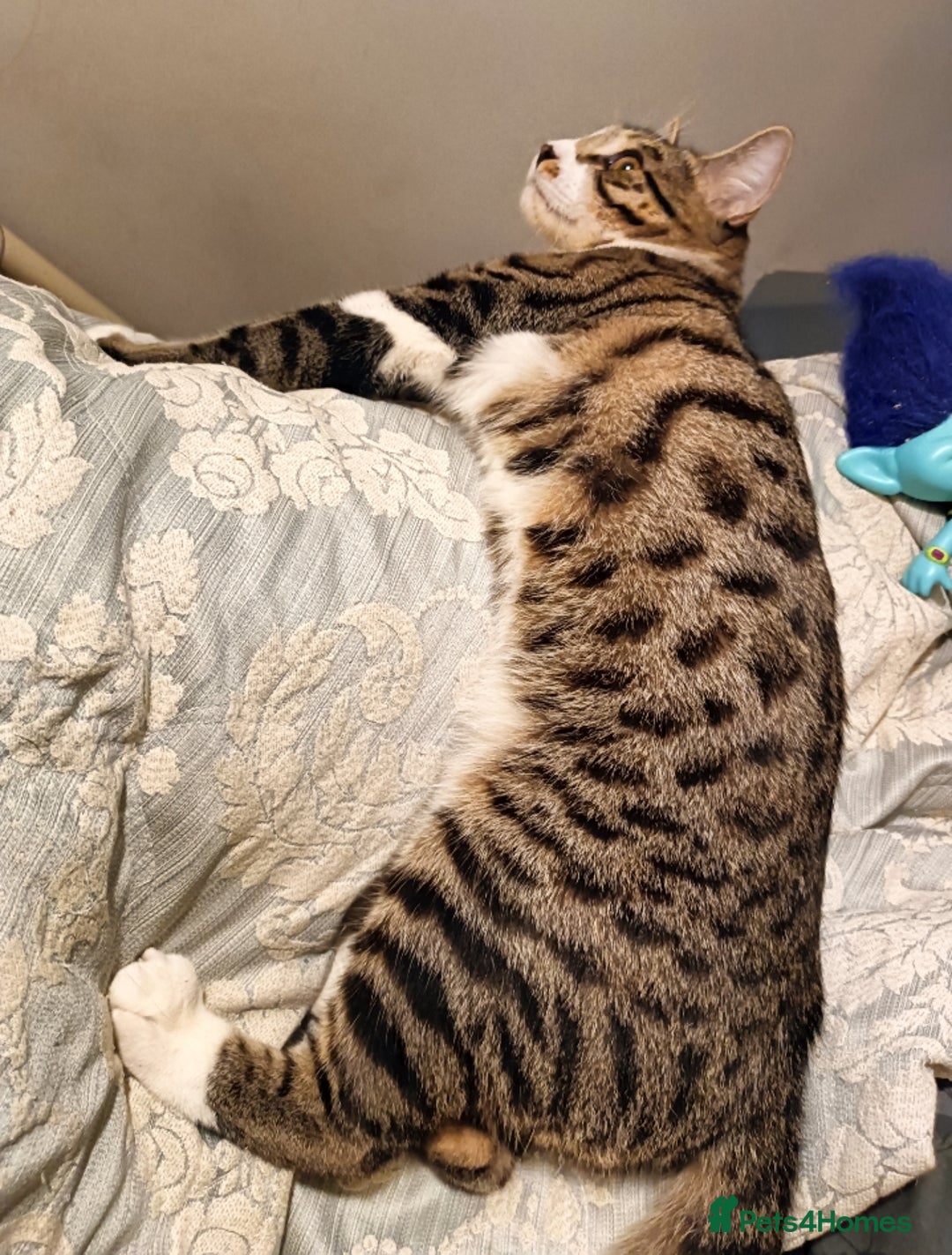 Bengal cats for sale: Bengal X Kittens High % Wild Asian Leopard Cat.  - Image 2