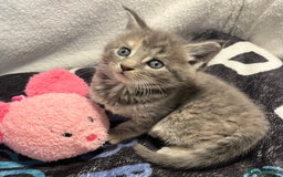 Maine Coon cats for sale: Stunning Half Maine coon kittens  - Image 11